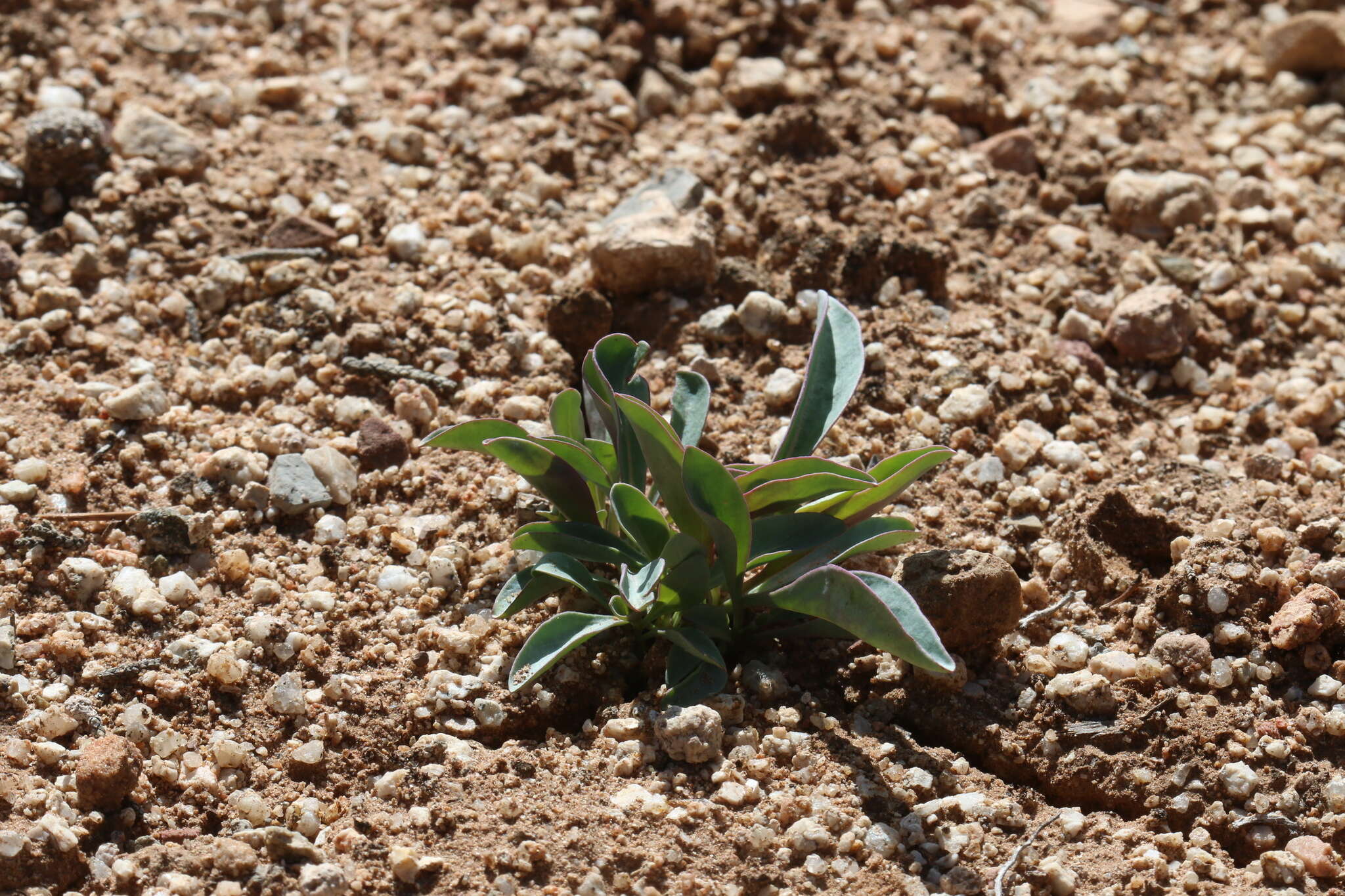 Sivun Penstemon pachyphyllus var. congestus (M. E. Jones) N. H. Holmgren kuva