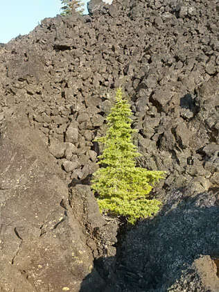 Image of Mountain Hemlock