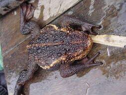 Image of Pseudobufo Tschudi 1838