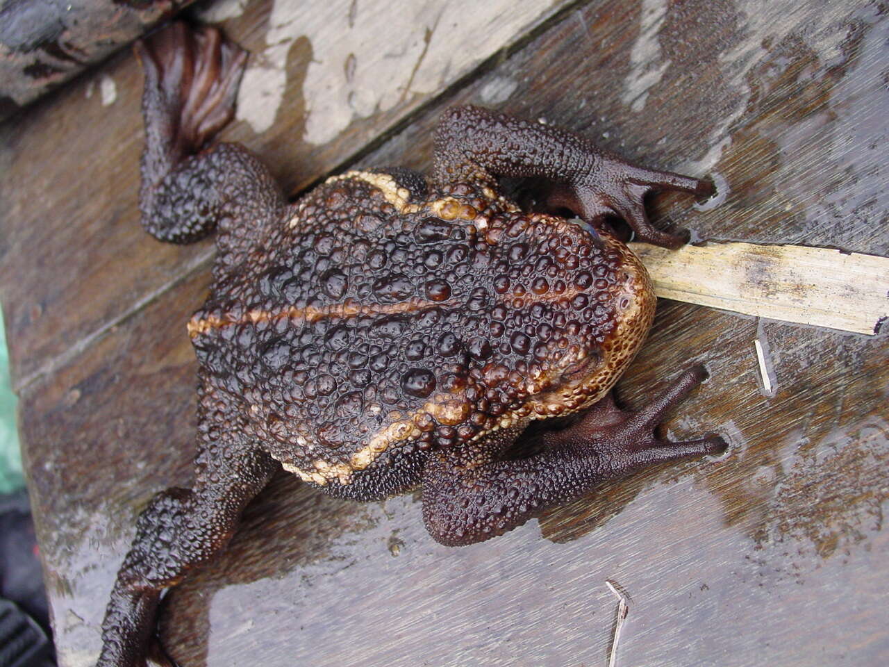 Plancia ëd Pseudobufo Tschudi 1838