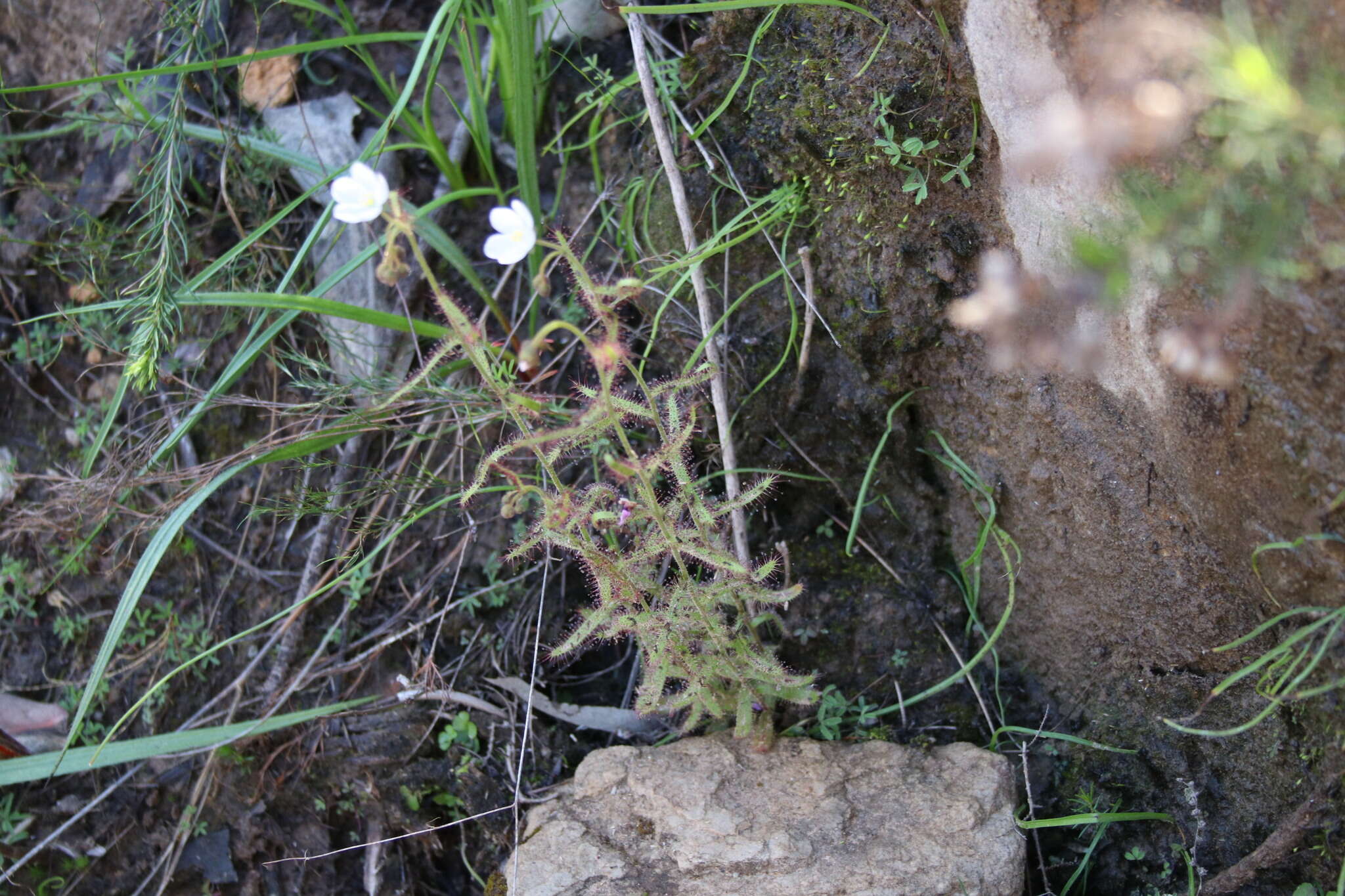 Image de Drosera liniflora Debbert