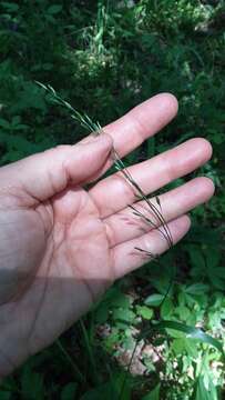 Image of Nodding Fescue