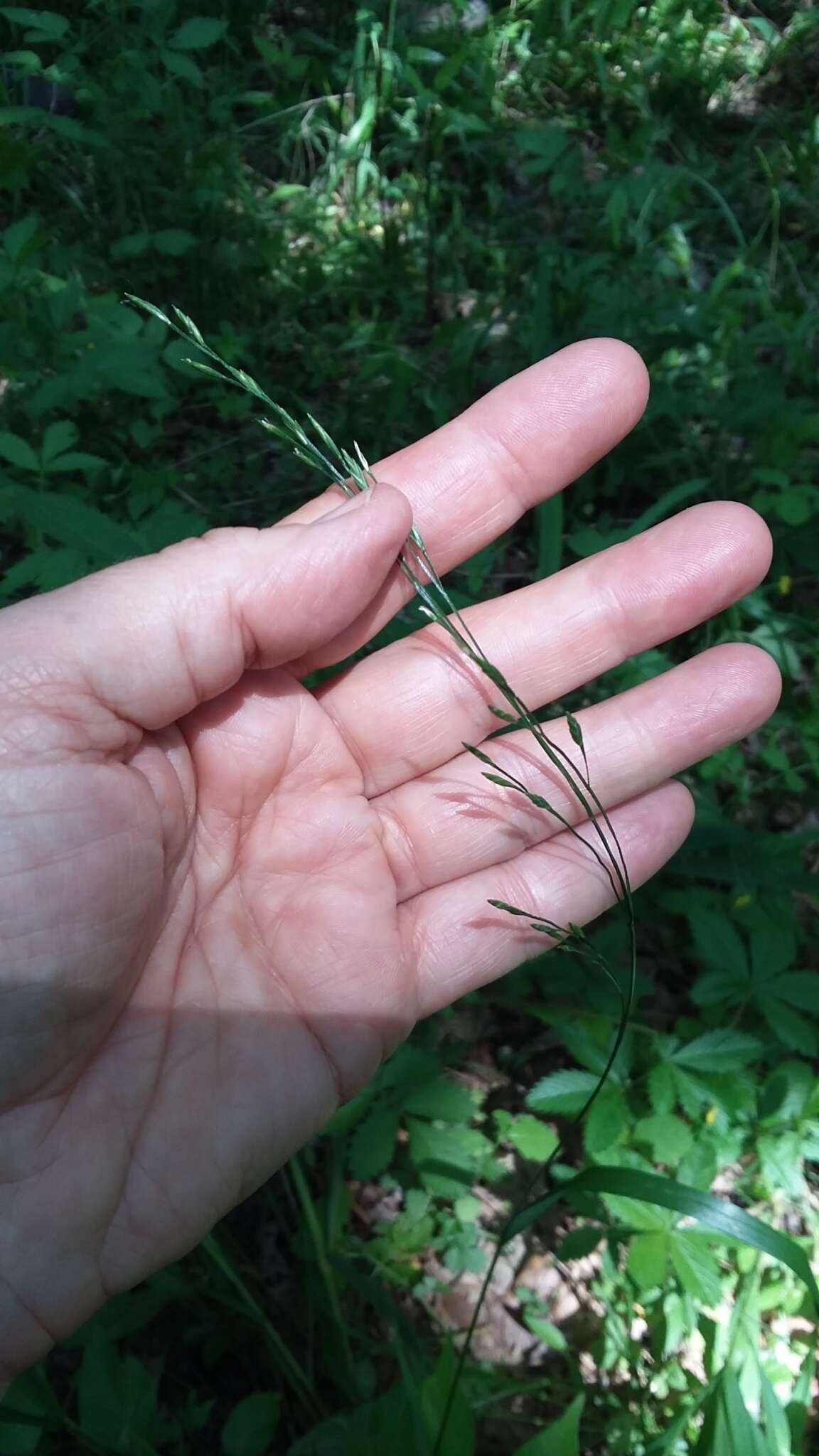 Image de Festuca subverticillata (Pers.) E. B. Alexeev