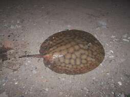 Image of Short-tailed river stingray