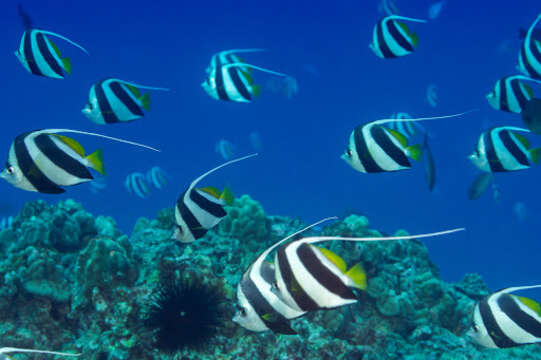 Image of Bannerfish