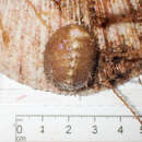 Image of concealed arctic chiton
