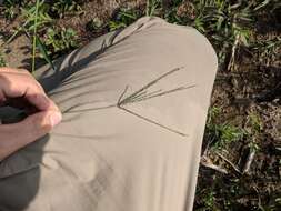 Image of hairy crabgrass