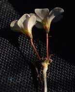 Imagem de Oxalis canaliculata Dreyer, Roets & Oberl.