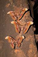 Image of atlas moth