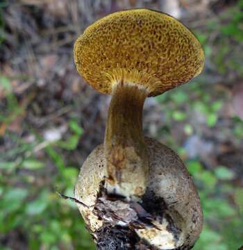 Image of Pseudoboletus parasiticus (Bull.) Šutara 1991