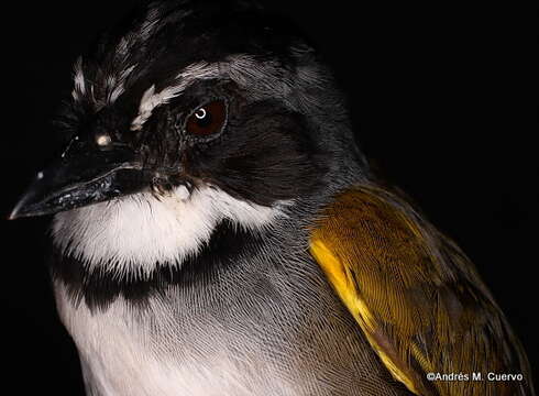 Image of Grey-browed Brushfinch