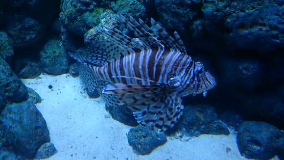 Image of Common lionfish