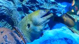 Image of Giant moray