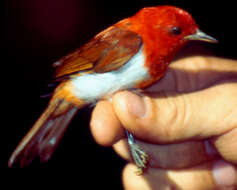 Image of Scarlet-and-white Tanager