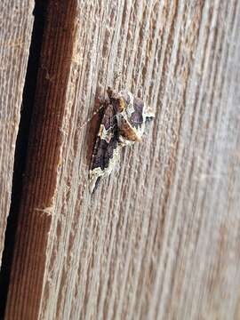 Image of Northwestern Phoenix Moth