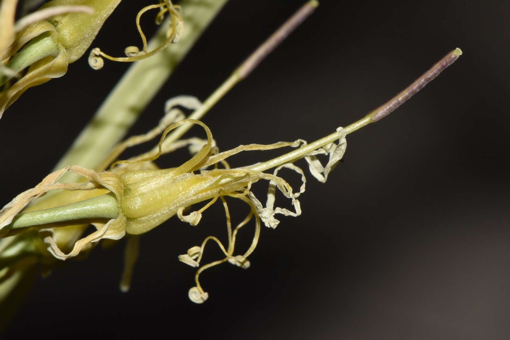 Image de Stanleya viridiflora Nutt.