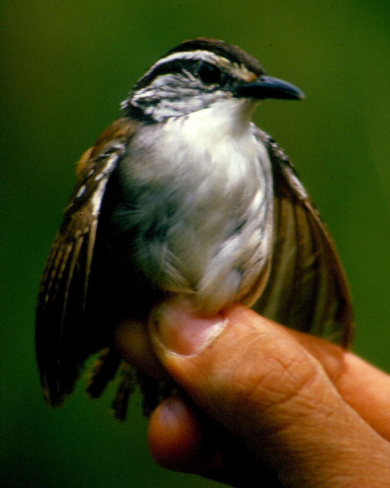 Image of White-breasted Wood Wren