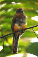 Image of Black-throated Trogon