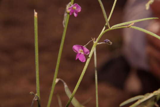 Image of Tephrosia dregeana E. Mey.