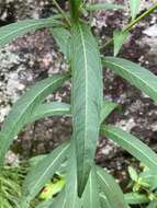 Image de Ludwigia longifolia (DC.) Hara