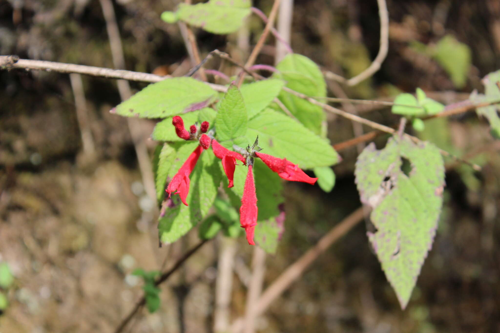 Image of pineapple sage