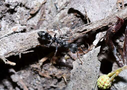 Image de Myrmecia urens Lowne 1865