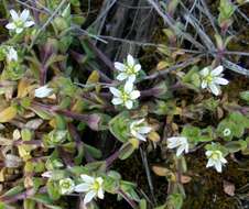 Image of Cerastium glutinosum Fries