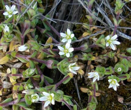 صورة Cerastium glutinosum Fries