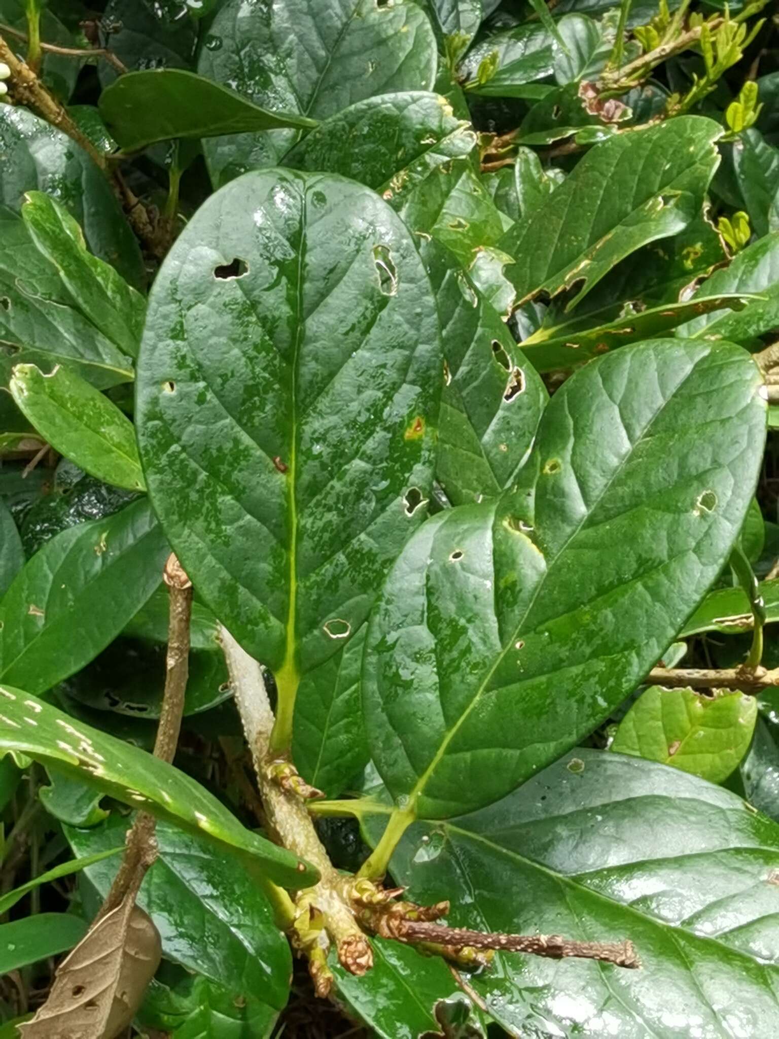 Image of Schlegelia parviflora (Oerst.) Monach.