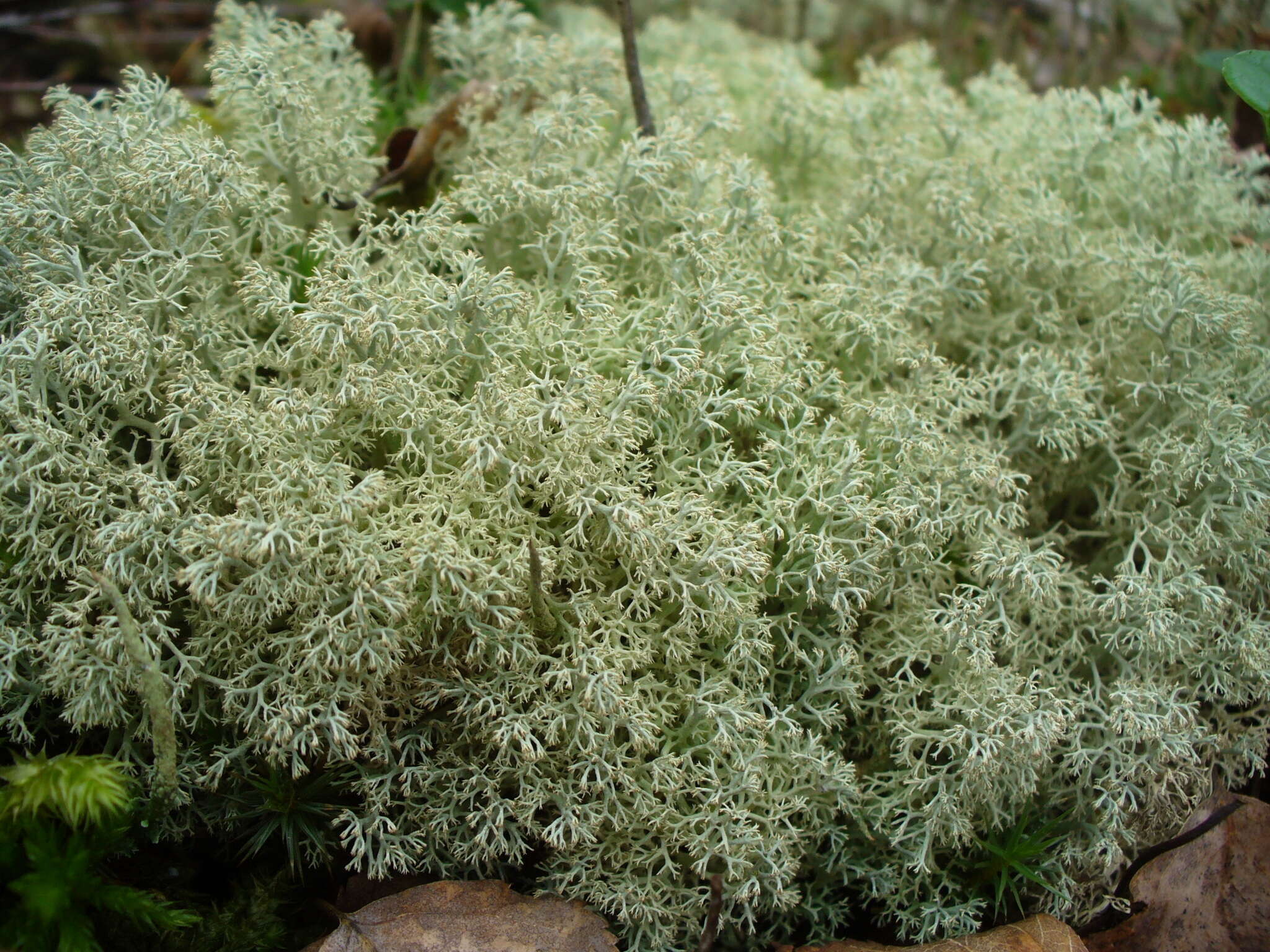 Image de Cladonia arbuscula (Wallr.) Flot.