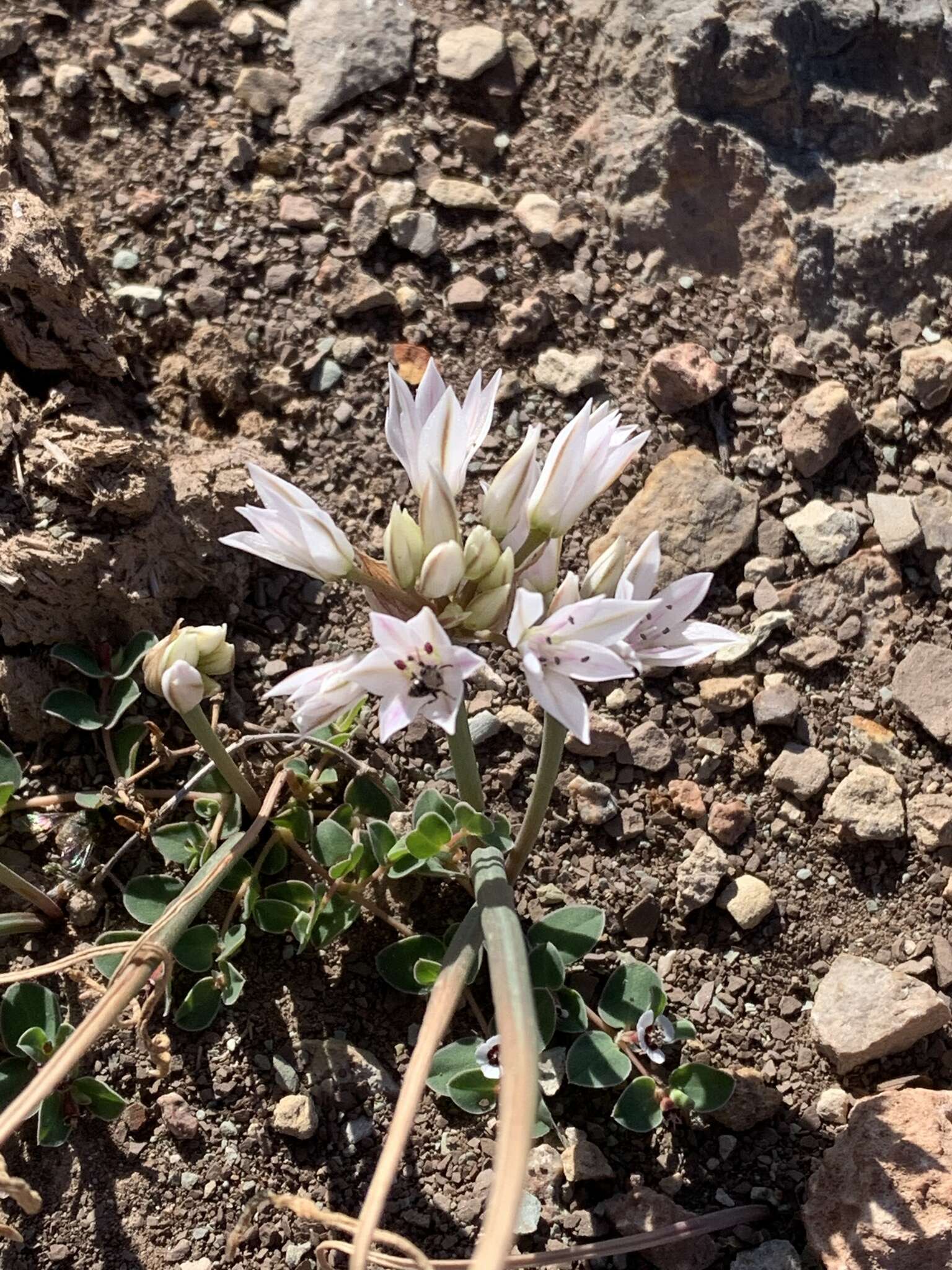 Image of Nevada onion