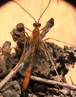 Image of Enicospilus flavostigma Hooker 1912