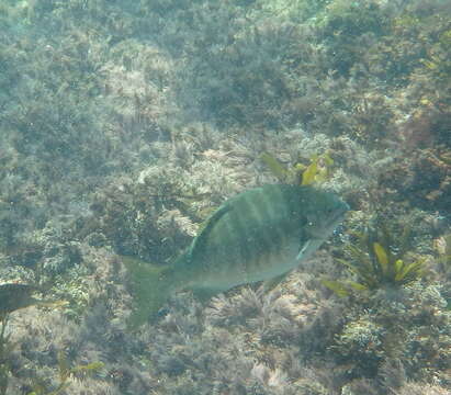 Image of Zebra perch