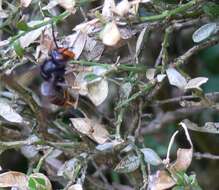 Image of Asian hornet