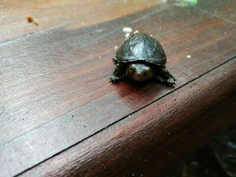 Image of Oaxaca Mud Turtle