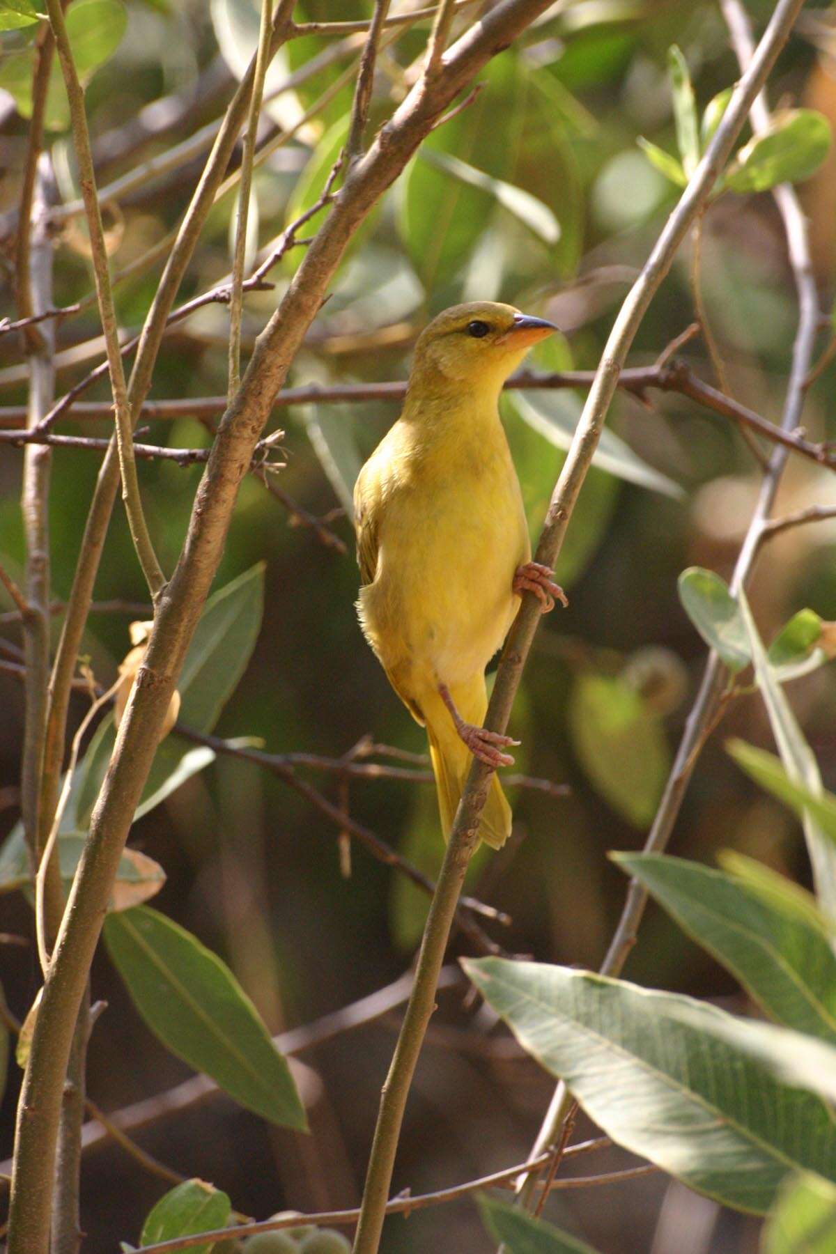 Image of Village Weaver