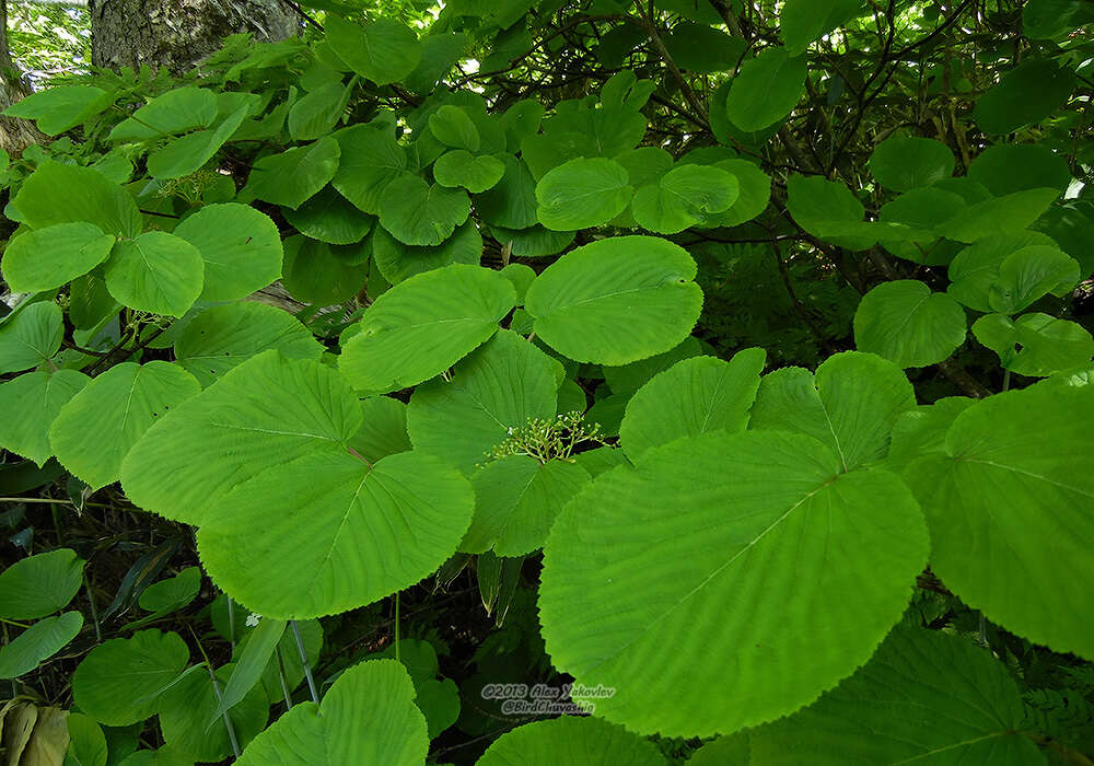 Imagem de Viburnum furcatum Bl. ex Hook. fil. & Thoms.