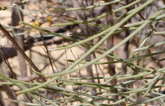 Image of Hakea invaginata B. L. Burtt