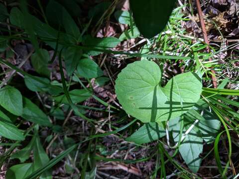 Image of white violet