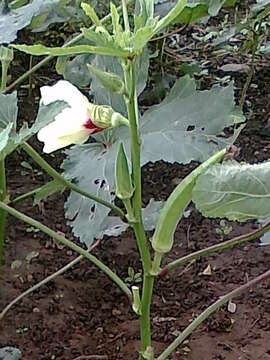 Image of okra