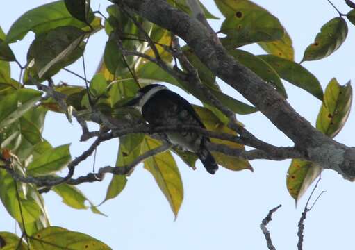 Image of Brown-banded Puffbird
