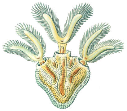 Image of Cristatellidae