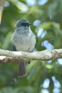 Image of Island Flycatcher