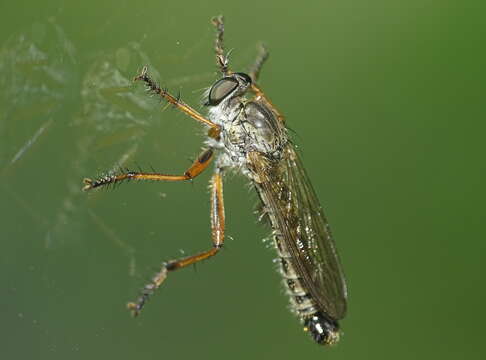 Image of Devon Red-legged Robber Fly