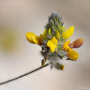 Image of Dalea pennellii var. chilensis