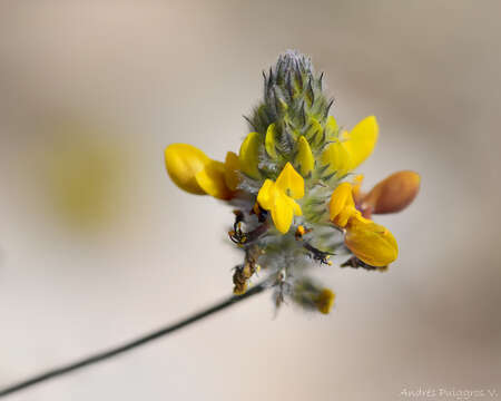 Image of Dalea pennellii var. chilensis