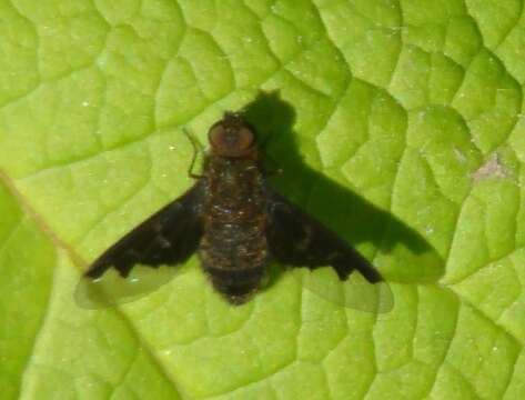 Image of Hemipenthes webberi (Johnson 1919)