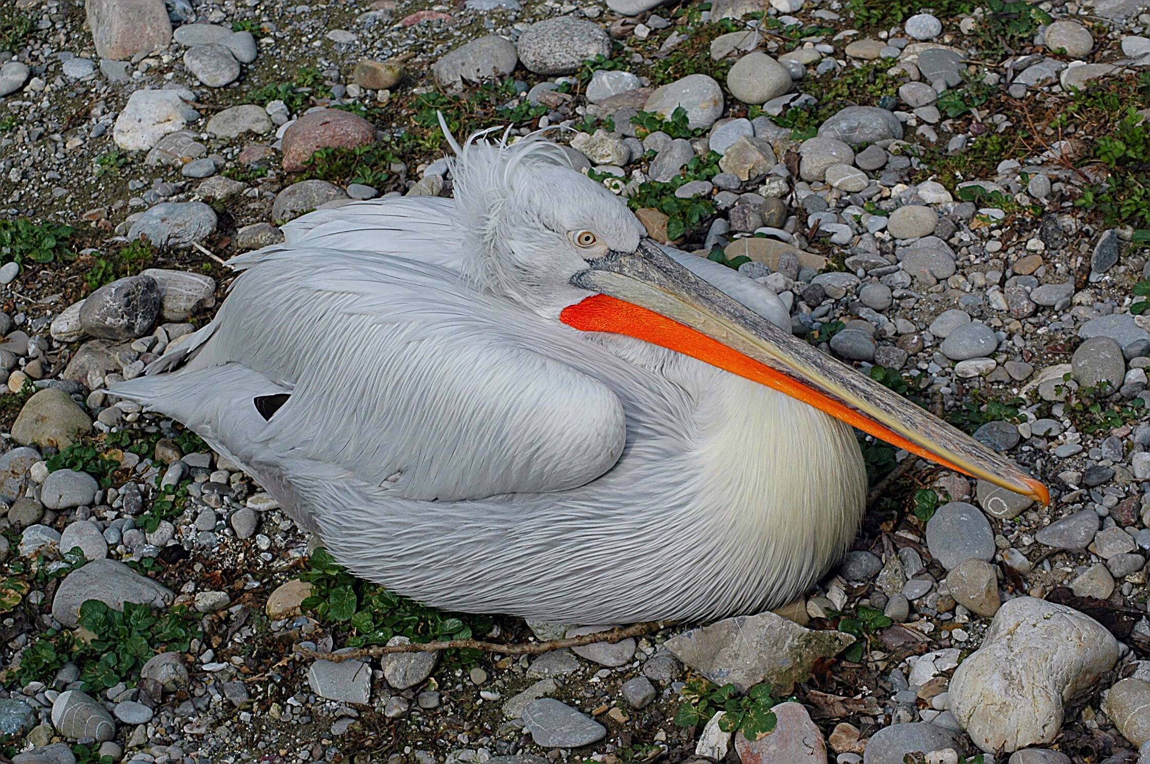 Image of Dalmatian Pelican