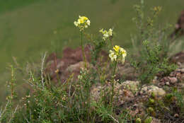 Image of Erysimum flavum (Georgi) Bobrov