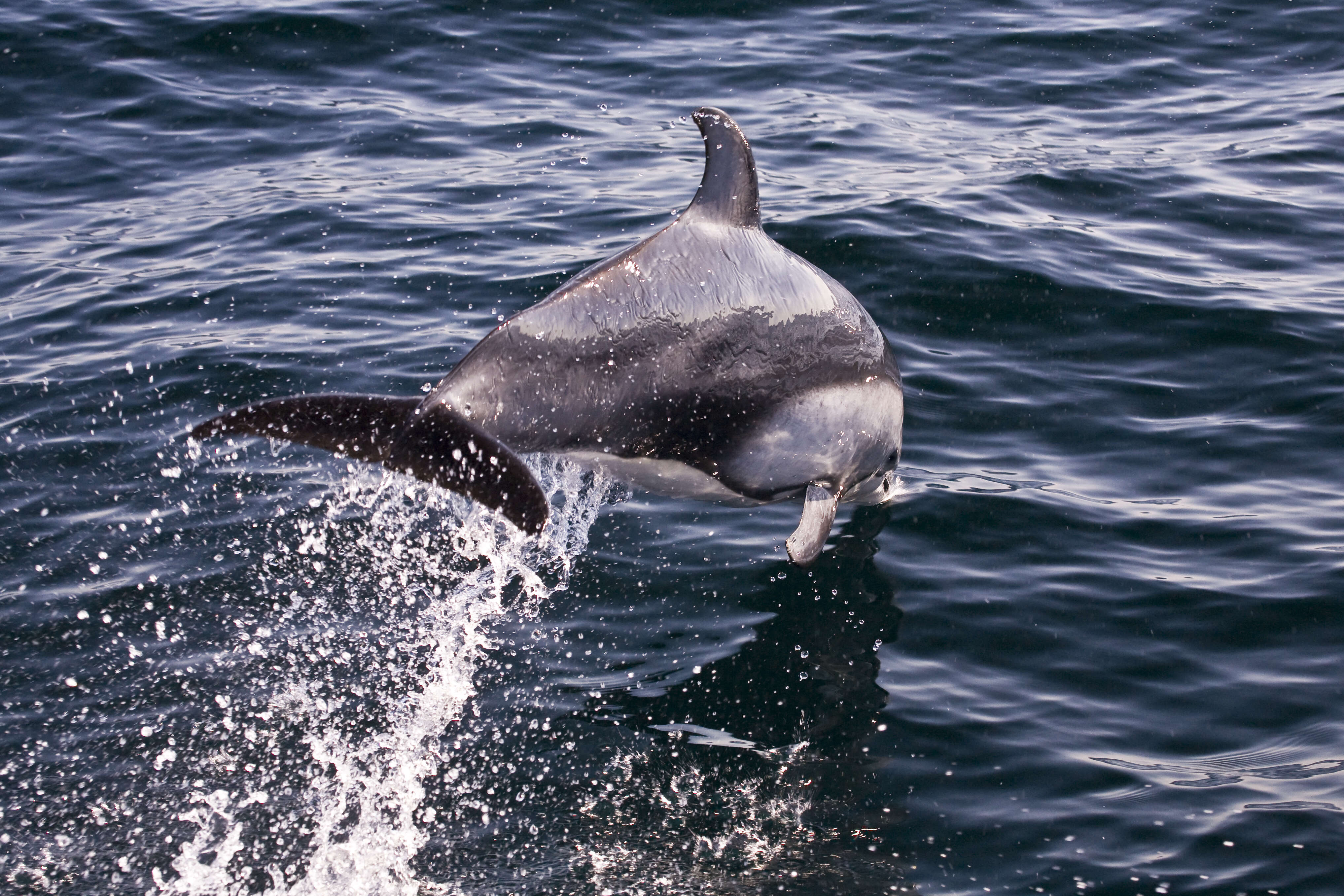 Image of Pacific White-sided Dolphin